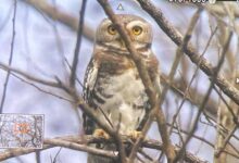 कूनो राष्ट्रीय उद्यान में फॉरेस्ट ऑउलेट का दिखाई देना, शुभ संकेत