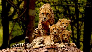 ‘प्रोजेक्ट चीता’ ‘प्रकृति से प्रगति’ का संदेश देती विश्व की सबसे सफल परियोजना : मुख्यमंत्री डॉ. यादव