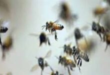 माता टेकरी पर मधुमक्खियों का हमला