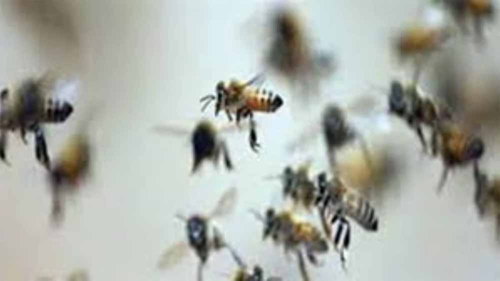 माता टेकरी पर मधुमक्खियों का हमला