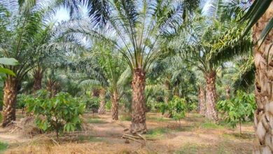 एक एकड़ में सवा लाख रुपए का मुनाफा देने वाला पाम ऑयल की खेती