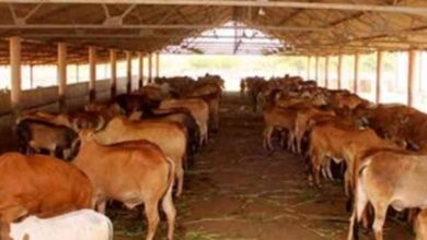 63 को गोकुल व 49 को आज मिलेगा नंद बाबा पुरस्कार