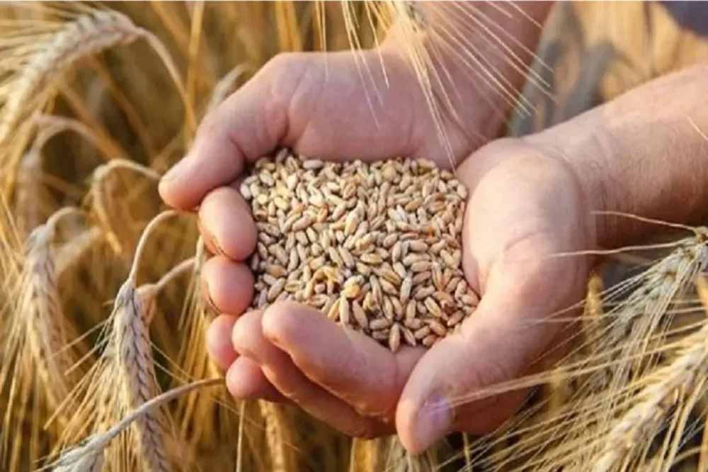 समर्थन मूल्य पर सात मार्च तक होगा गेहूं का उपार्जन : मुख्यमंत्री डॉ. यादव