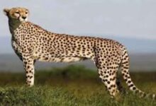 बोत्सवाना से आएंगे 8 चीते, 2032 तक आत्मनिर्भर आबादी का लक्ष्य तय