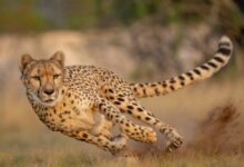 कूनो में आज शनिवार सुबह होगी ग्रैंड लैंडिंग, बोत्सवाना से आए 8 नए चीते, CM Mohan Yadav करेंगे बाड़े में रिलीज