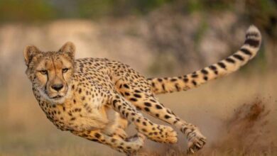 कूनो में आज शनिवार सुबह होगी ग्रैंड लैंडिंग, बोत्सवाना से आए 8 नए चीते, CM Mohan Yadav करेंगे बाड़े में रिलीज