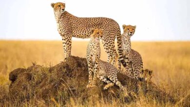 कूनो के चीतों के लिए सालाना ₹1.27 करोड़ का खर्च, रोजाना ₹35 हजार बकरी मांस; विधानसभा में सरकार ने किया खुलासा