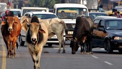 दो साल में MP की सड़कों से खत्म होंगे आवारा मवेशी, विधानसभा में BJP सरकार का दावा