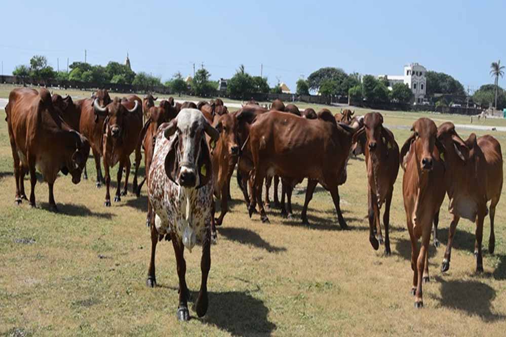मध्य प्रदेश की गौशालाओं को ऑस्ट्रेलिया और दुबई की संस्थाओं का समर्थन, 3 माह बाद सड़कों पर नहीं दिखेंगे गौवंश