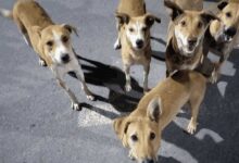 आवारा कुत्तों से निजात दिलाएंगे शेल्टर होम व एबीसी सेंटर