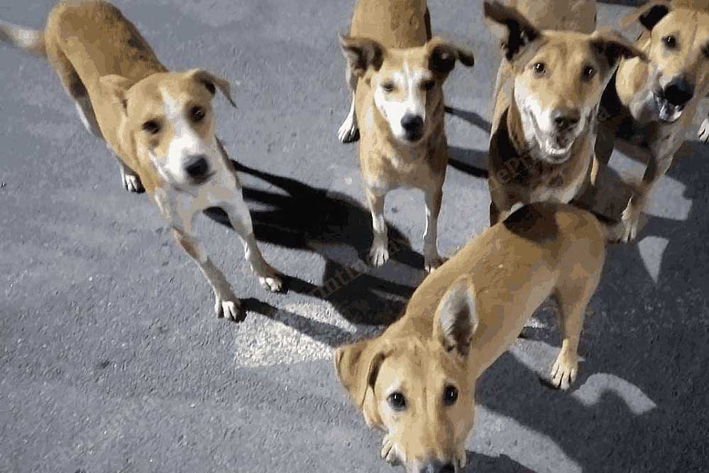 आवारा कुत्तों से निजात दिलाएंगे शेल्टर होम व एबीसी सेंटर