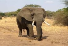 हाथियों का कहर: 2 हफ्तों में 23 मौतें, विधानसभा में गूंजा मुआवजा बढ़ाने का मुद्दा