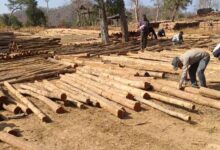 डिजिटल सिस्टम से बढ़ी पारदर्शिता, रोजगार सृजन में वन विकास निगम की नई पहल