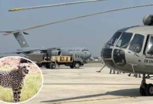 बोत्स्वाना से 28 फरवरी को कूनो पहुंचेंगे 8 चीते