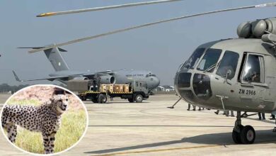 बोत्स्वाना से 28 फरवरी को कूनो पहुंचेंगे 8 चीते