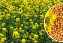 एमपी किसानों के लिए बड़ी राहत: अब सरसों पर भी मिलेगा भावांतर, सोयाबीन की तरह सरकार देगी कीमत का अंतर