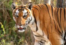 बांधवगढ़ में ढाई महीने में 8 बाघों की मौत, आधे मामलों का पैटर्न एक जैसा, हाईकोर्ट में उठा शिकार का सवाल