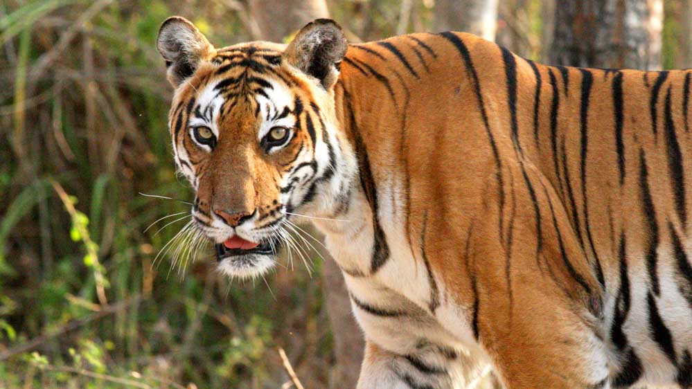 बांधवगढ़ की बाघिन का रिश्ता तय, राजस्थान में होगी विदाई हेलीकॉप्टर से, मुकुंदरा हिल टाइगर रिजर्व में शिफ्ट