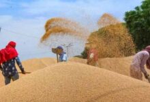 गेहूं का MSP 2585 रुपये तय, आष्टा मंडी में रबी सीजन की नीलामी शुरू