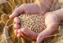 1.81 लाख किसानों ने कराया गेहूं उपार्जन के लिए पंजीयन, मंत्री राजपूत ने दी जानकारी