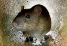 बिहार में ‘रेटॉल पेस्ट’ पर लगा पूर्ण प्रतिबंध, ऑनलाइन और ऑफलाइन बिक्री पर रोक, आदेश जारी