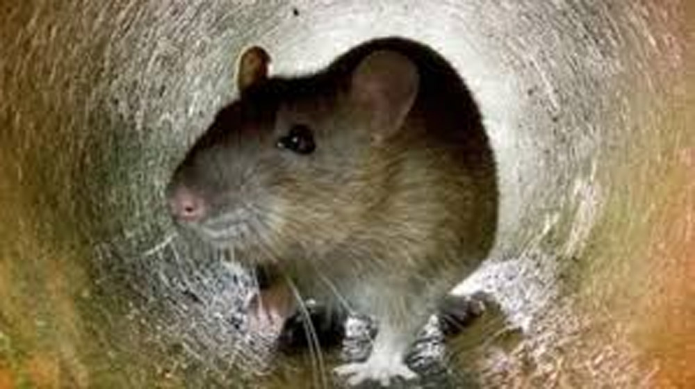 बिहार में ‘रेटॉल पेस्ट’ पर लगा पूर्ण प्रतिबंध, ऑनलाइन और ऑफलाइन बिक्री पर रोक, आदेश जारी