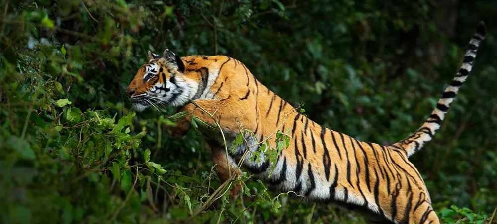 छत्तीसगढ़–महाराष्ट्र सीमा पर बाघ का आतंक: दिन-दहाड़े मवेशी पर हमला, ग्रामीण पेड़ पर चढ़कर बची जान छत्तीसगढ़–महाराष्ट्र सीमा पर बाघ का आतंक: दिन-दहाड़े मवेशी पर हमला, ग्रामीण पेड़ पर चढ़कर बची जान