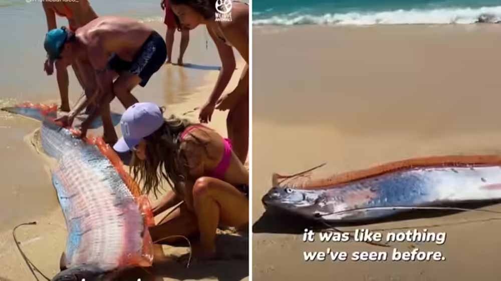 मैक्सिको के बीच पर दिखीं ‘प्रलय की मछलियां’, महिला ने कैमरे में कैद किया दुर्लभ दृश्य