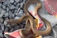 कोरबा में निर्माणाधीन मकान से निकला कोबरा, इलाके में मची अफरा-तफरी