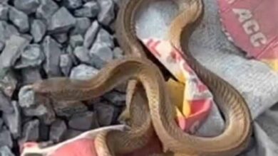 कोरबा में निर्माणाधीन मकान से निकला कोबरा, इलाके में मची अफरा-तफरी