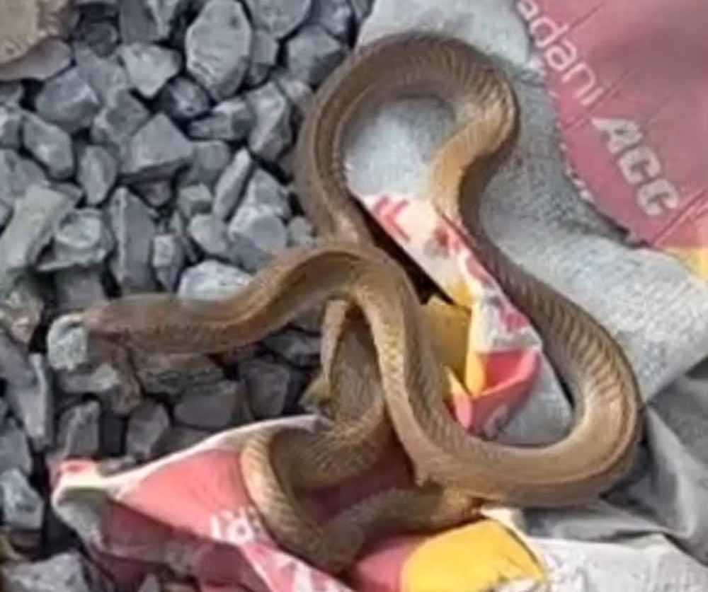 कोरबा में निर्माणाधीन मकान से निकला कोबरा, इलाके में मची अफरा-तफरी कोरबा में निर्माणाधीन मकान से निकला कोबरा, इलाके में मची अफरा-तफरी