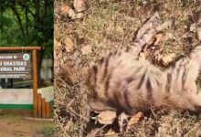 वन विभाग की लापरवाही बनी जानलेवा, इलाज न मिलने से लकड़बग्घे की मौत