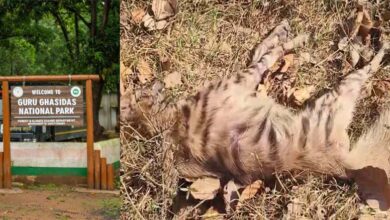 वन विभाग की लापरवाही बनी जानलेवा, इलाज न मिलने से लकड़बग्घे की मौत