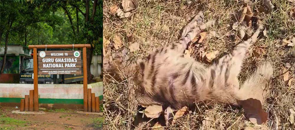 वन विभाग की लापरवाही बनी जानलेवा, इलाज न मिलने से लकड़बग्घे की मौत वन विभाग की लापरवाही बनी जानलेवा, इलाज न मिलने से लकड़बग्घे की मौत