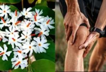 फूल भी करते हैं दवा का काम, इन रोगों में ये हैं रामबाण
