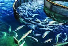 मत्स्य क्षेत्र में 30 कंपनियां करेंगी 1400 करोड़ रुपये से अधिक का निवेश