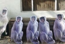 राष्ट्रपति मुर्मू का चश्मा बचाने के लिए चोर बंदरों से मुकाबला, वृंदावन में लगाए जाएंगे लंगूरों के कटआउट