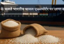 MP से बासमती का निर्यात ठप, समुद्र में फंसा चावल, किसानों और व्यापारियों की बढ़ी चिंता