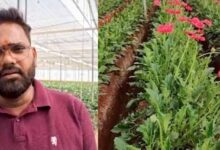 सब्सिडी से नीरज की बदली तकदीर, जरबेरा की खेती से लाखों की कमाई