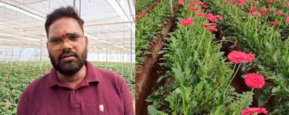 सब्सिडी से नीरज की बदली तकदीर, जरबेरा की खेती से लाखों की कमाई सब्सिडी से नीरज की बदली तकदीर, जरबेरा की खेती से लाखों की कमाई