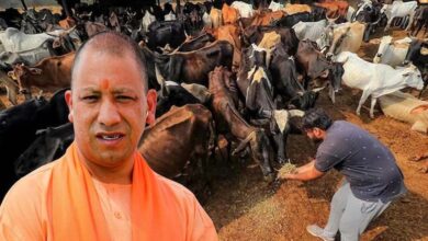 योगी सरकार की ‘नन्दिनी कृषक समृद्धि योजना’ से डेयरी सेक्टर में आ रही नई क्रांति योगी सरकार की ‘नन्दिनी कृषक समृद्धि योजना’ से डेयरी सेक्टर में आ रही नई क्रांति