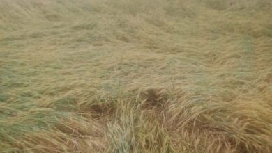 प्रदेश के 42 जिलों में तबाही, ओलावृष्टि-बारिश से फसलें बर्बाद, 14 जिलों में आज भी खतरा