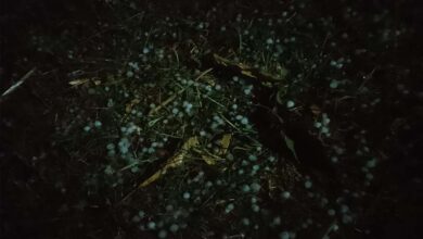 जरही में कुदरत का कहर, आंधी तूफान वा बारिश के साथ गिरे ओले