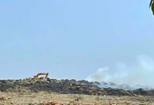 भोपाल में आदमपुर खंती से हटेगा कचरे का पहाड़, प्रोसेस कर बनेगा हाईवे, आयोध्या बायपास में हो रहा इस्तेमाल