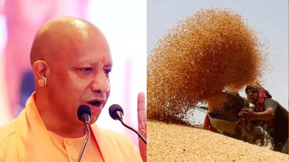 योगी सरकार ने बढ़ाई गेहूं की MSP, 6500 केंद्रों पर कब से शुरू होगी खरीद? योगी सरकार ने बढ़ाई गेहूं की MSP, 6500 केंद्रों पर कब से शुरू होगी खरीद?
