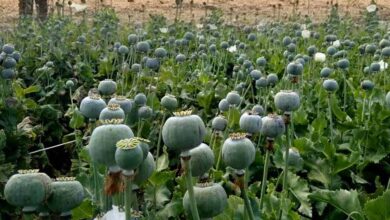 रायगढ़ में फिर मिली अफीम की फसल, दो किसान गिरफ्तार, इस महीने अवैध खेती का 5वां मामला