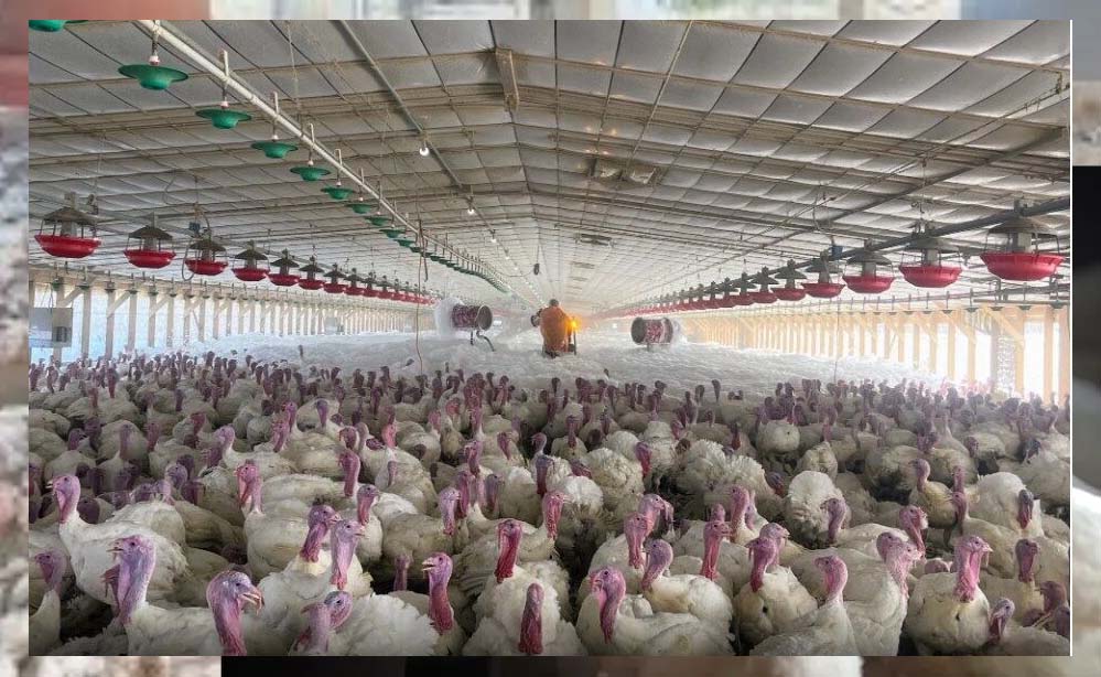 पोल्ट्री फार्म में 5000 से अधिक मुर्गियों की संदिग्ध मौत, बर्ड फ्लू की आशंका, पशु चिकित्सा विभाग में हड़कंप