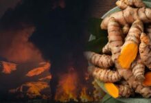 ईरान जंग का असर: हल्दी के दाम ₹3,500 प्रति क्विंटल घटे, किसानों में चिंता