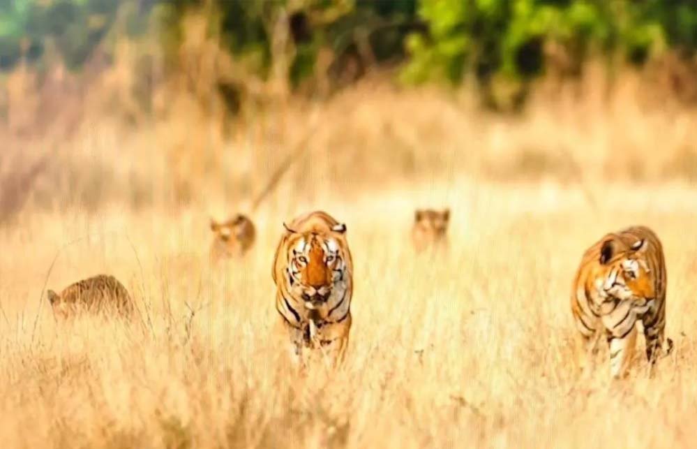 खिवनी अभयारण्य में दुर्लभ दृश्य: सड़क पर दिखा बाघ परिवार, 20 मिनट तक थमी रही टूरिस्ट की सांसें खिवनी अभयारण्य में दुर्लभ दृश्य: सड़क पर दिखा बाघ परिवार, 20 मिनट तक थमी रही टूरिस्ट की सांसें