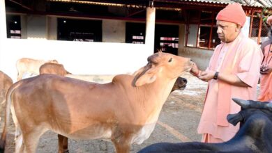 गोसेवा में रमे सीएम योगी, गोवंश को खिलाया गुड़-रोटी